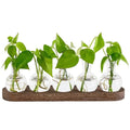 Glass Plant Terrarium with Wooden Tray – Hydroponic Propagation Vase Set - The Uplift Shop