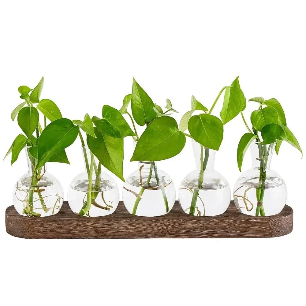 Glass Plant Terrarium with Wooden Tray – Hydroponic Propagation Vase Set - The Uplift Shop