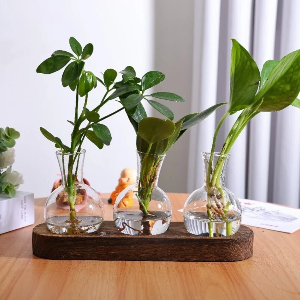 Glass Plant Terrarium with Wooden Tray – Hydroponic Propagation Vase Set - The Uplift Shop