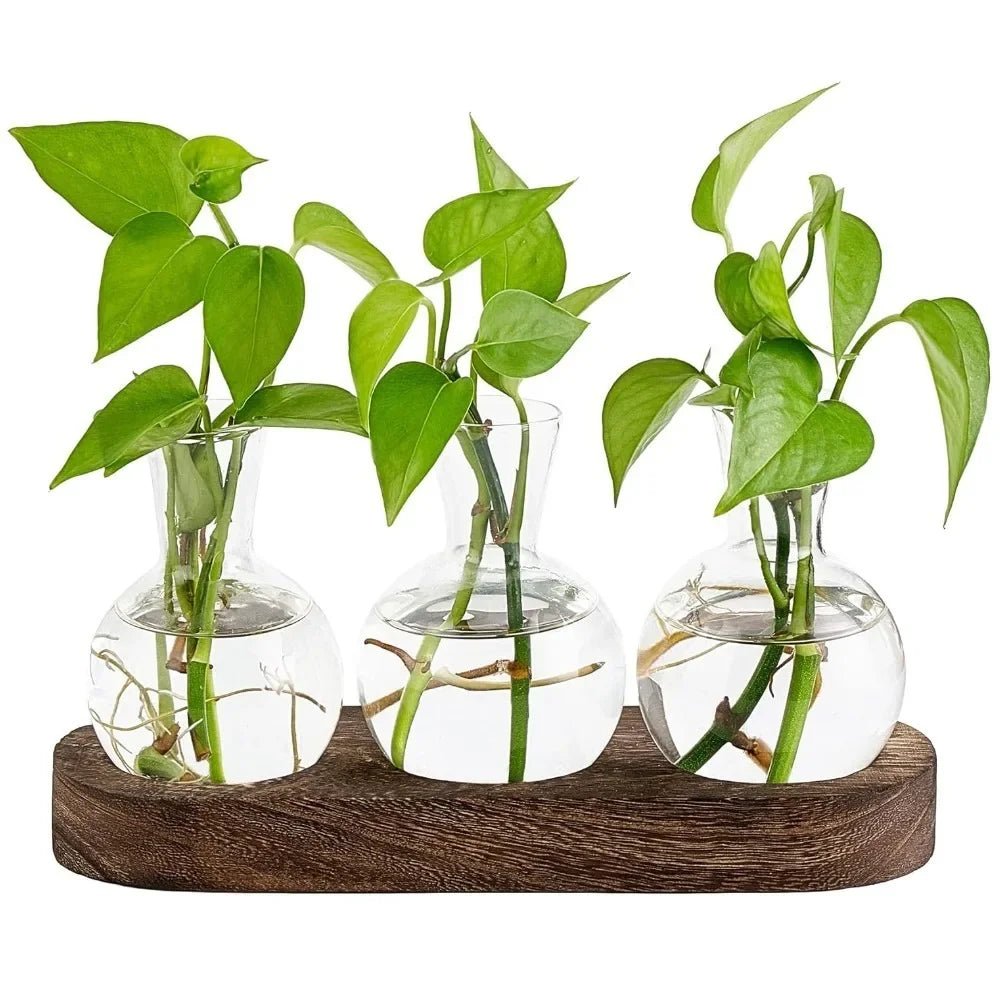 Glass Plant Terrarium with Wooden Tray – Hydroponic Propagation Vase Set - The Uplift Shop